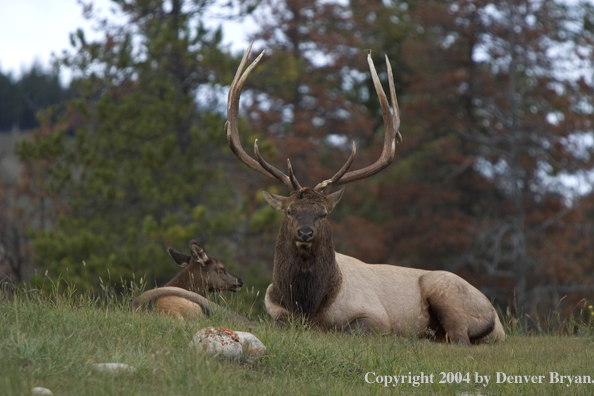 Rocky Mountain bull and cow elk bedded in habitat.