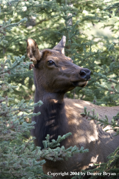 Rocky Mountain cow elk in habitat.