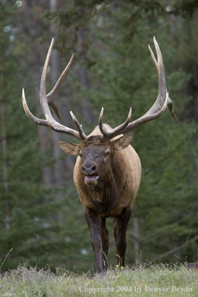 Rocky Mountain bull elk bugling.