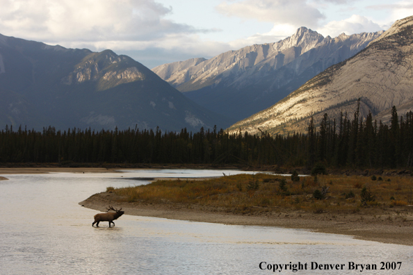 Rocky Mountain Elk bugling