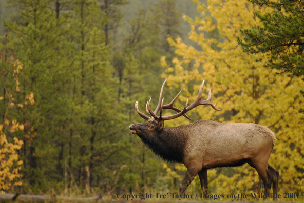 Rocky Mountain Elk in habitat