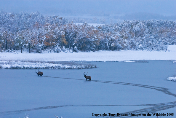 Rocky Mountain Elk in habitat