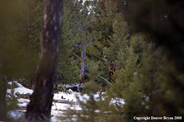 Bull Elk in Woods