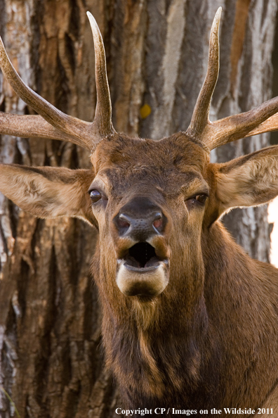 Bull elk bugling. 