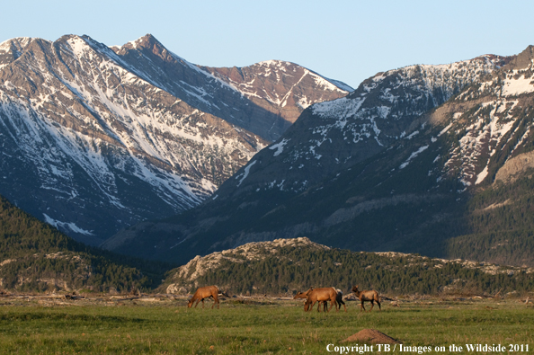 Rocky Mountain elk in habitat. 