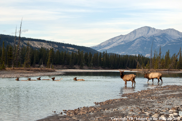 Rocky Mountain elk crossing river. 