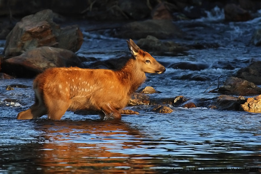 Elk calf in habitat.