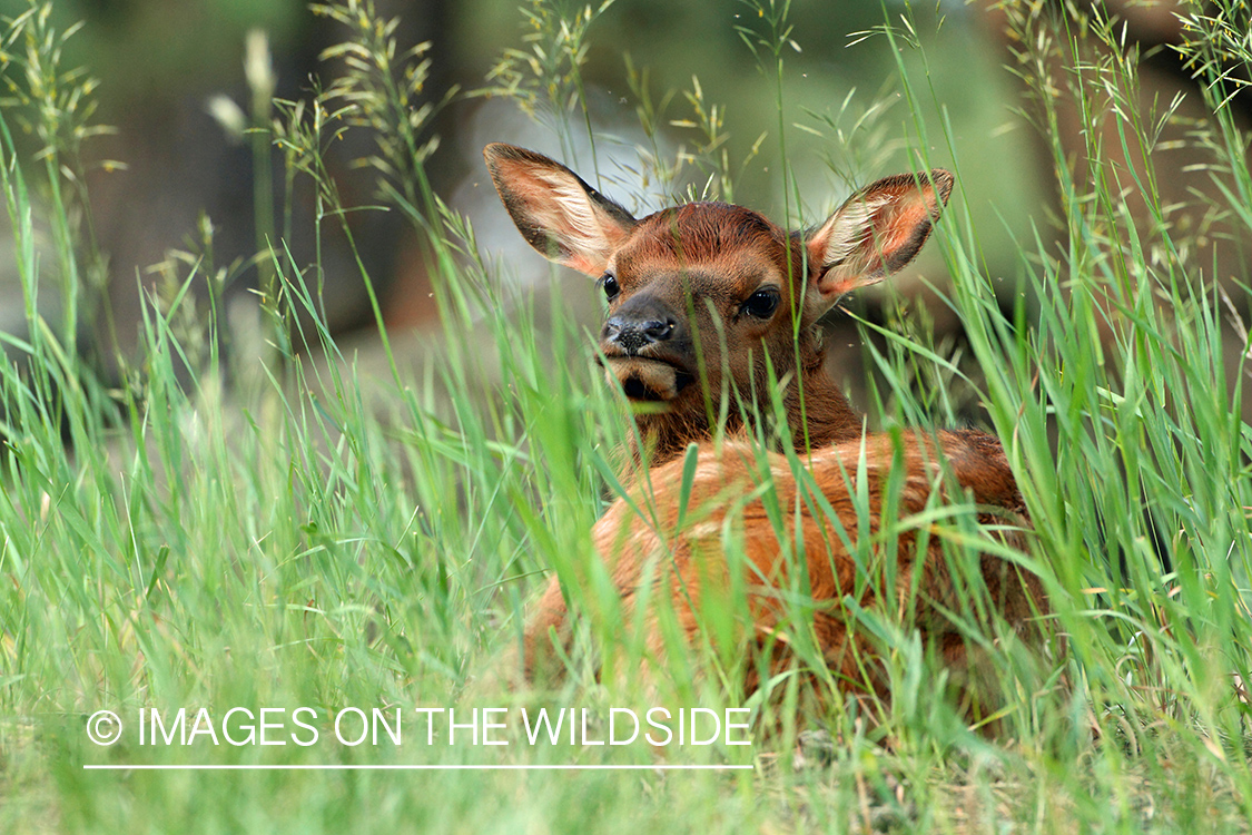 Rocky Mountain Elk calf in habitat.