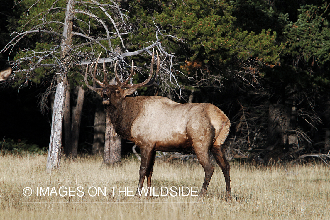 Rocky Mountain Bull Elk bugling in habitat.