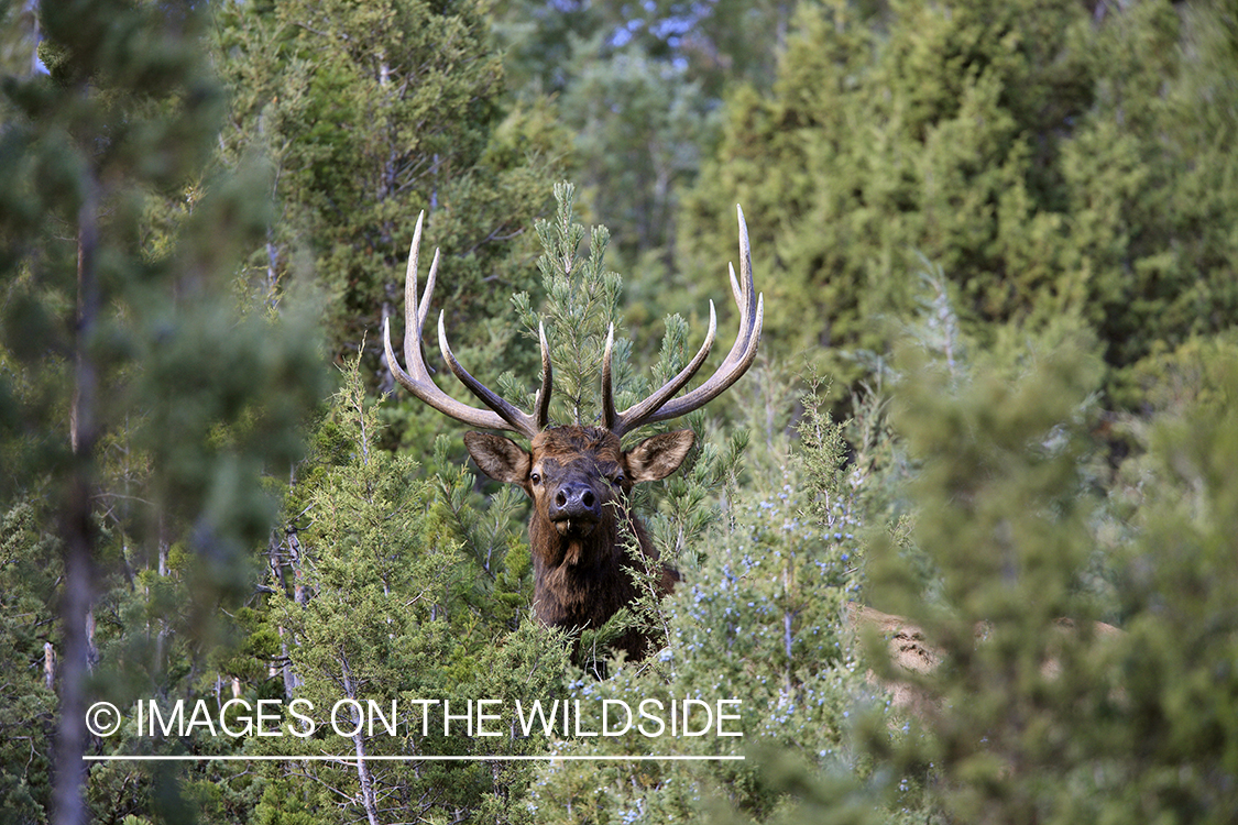 Rocky Mountain Bull Elk bedded down in habitat.