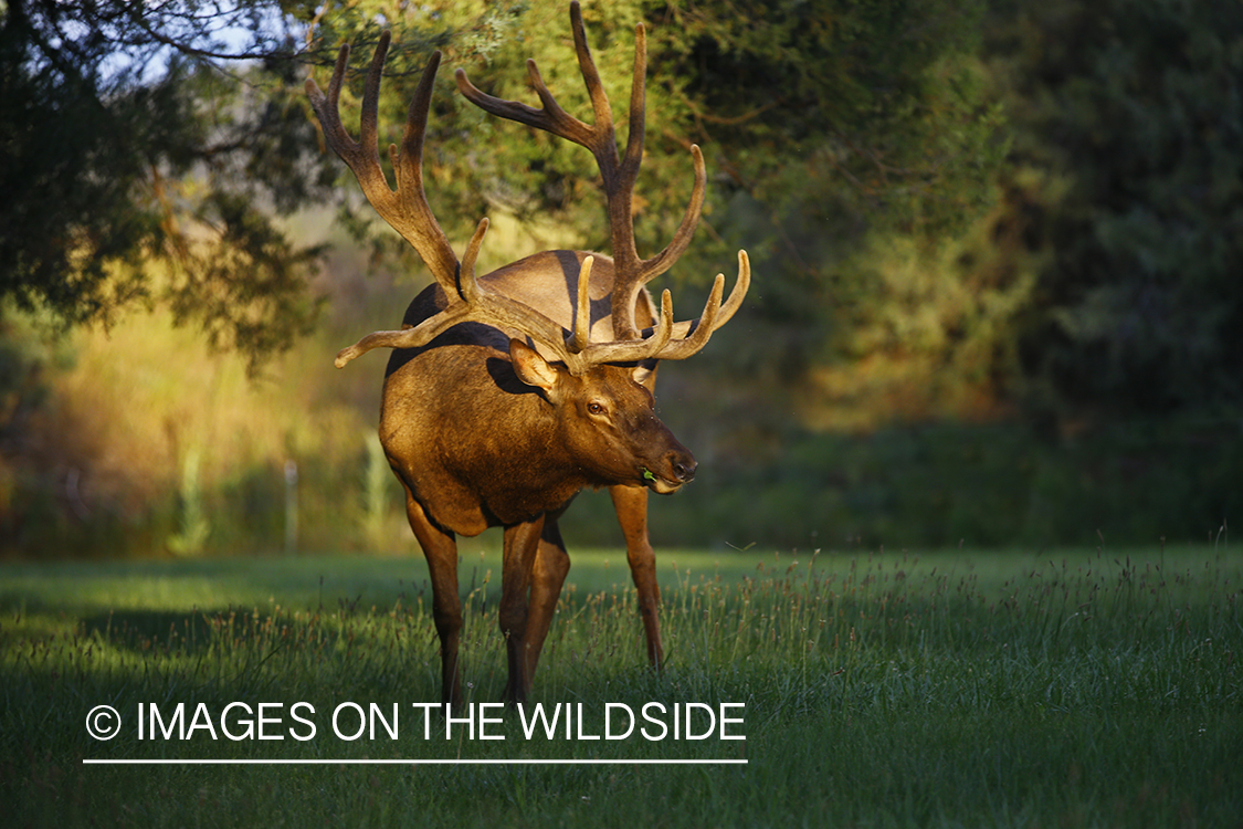 Bull elk in velvet.