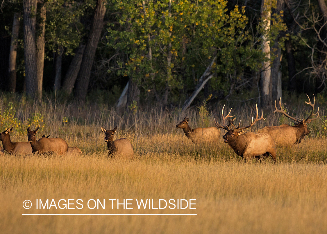 Rocky Mountain elk herd in field.