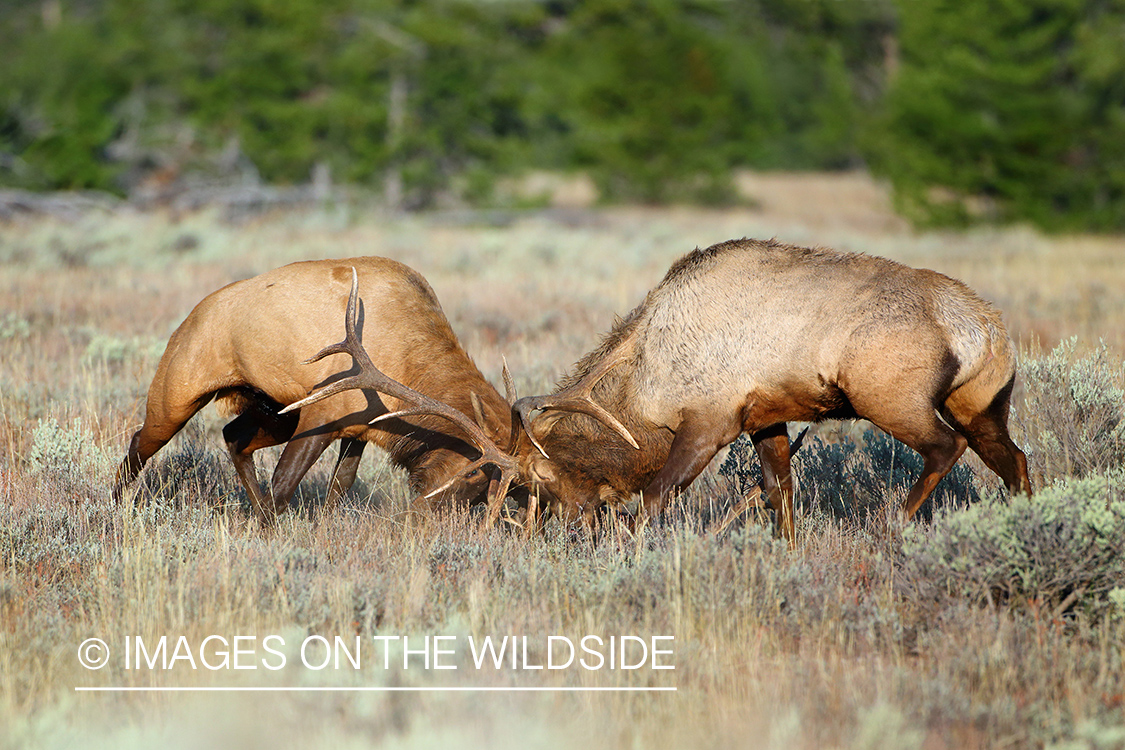 Bull elk fighting.