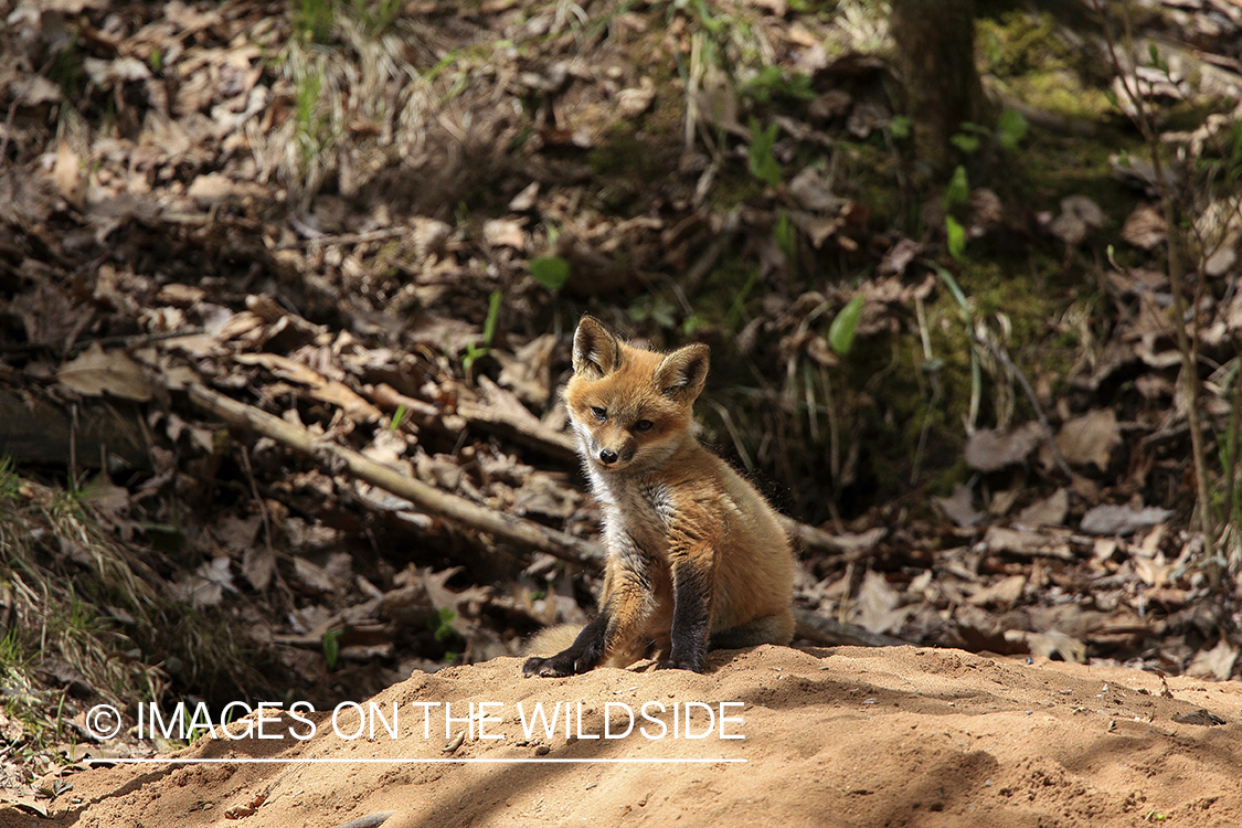 Red fox kit in habitat.