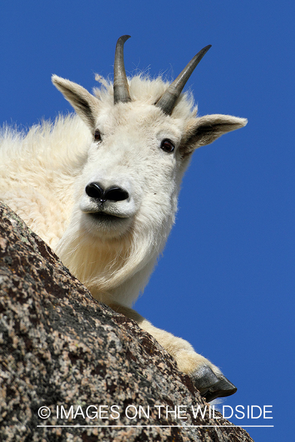 Rocky Mountain Goat in habitat.