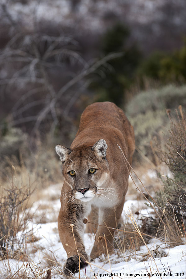 Mountain Lion in habitat.