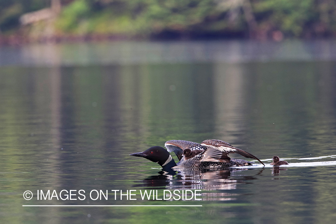 Loon swimming with chicks.