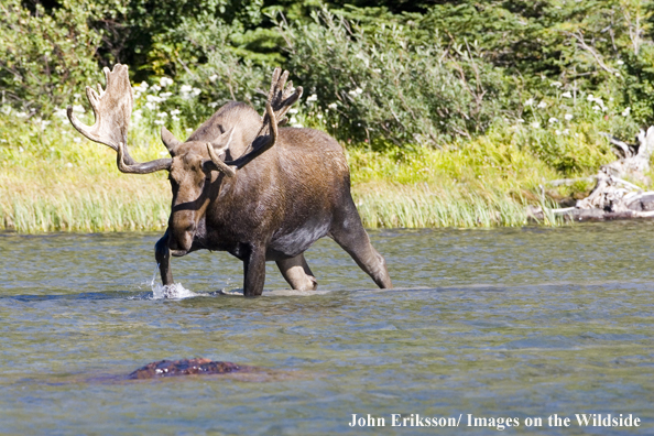 Shiras bull moose walking in water.