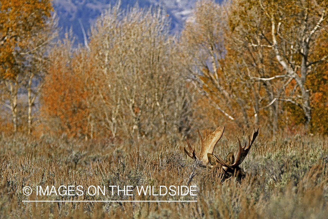 Shiras bull moose in habitat.