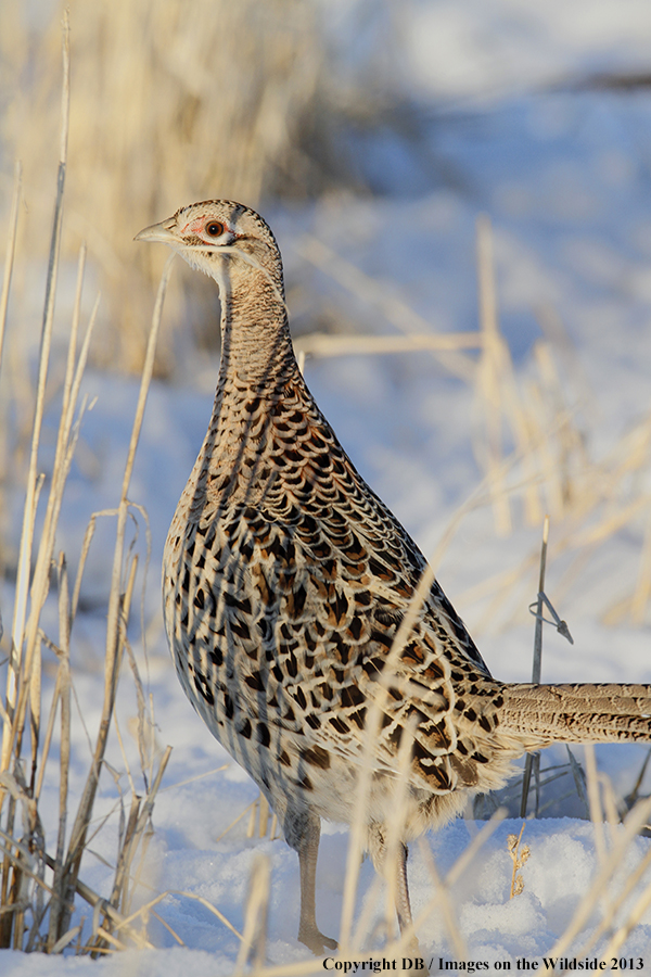 Ring-necked pheasant in habitat