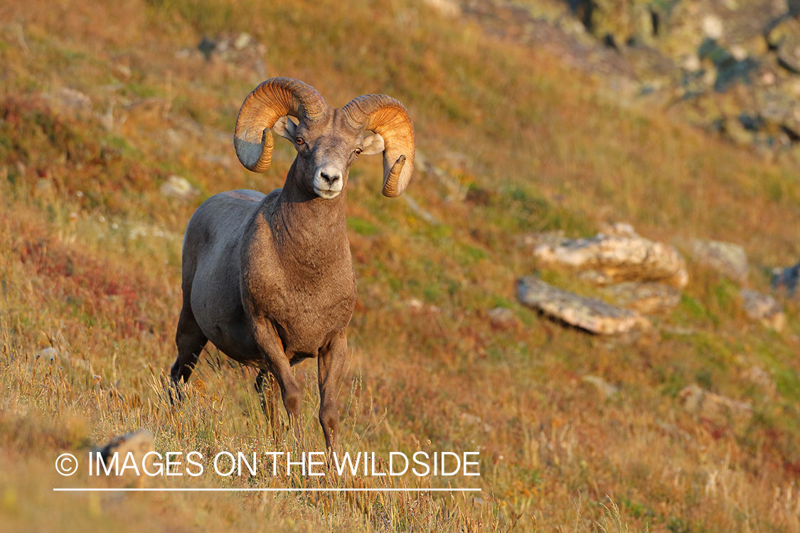 Rocky Mountain Bighorn Sheep in habitat.