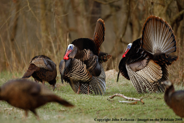 Eastern Wild Turkeys