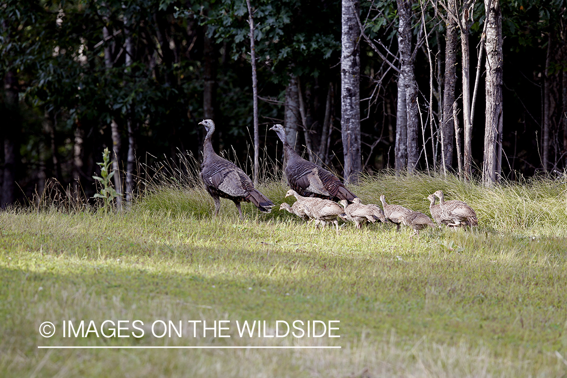 Wild brood of eastern turkey hens with poults. 