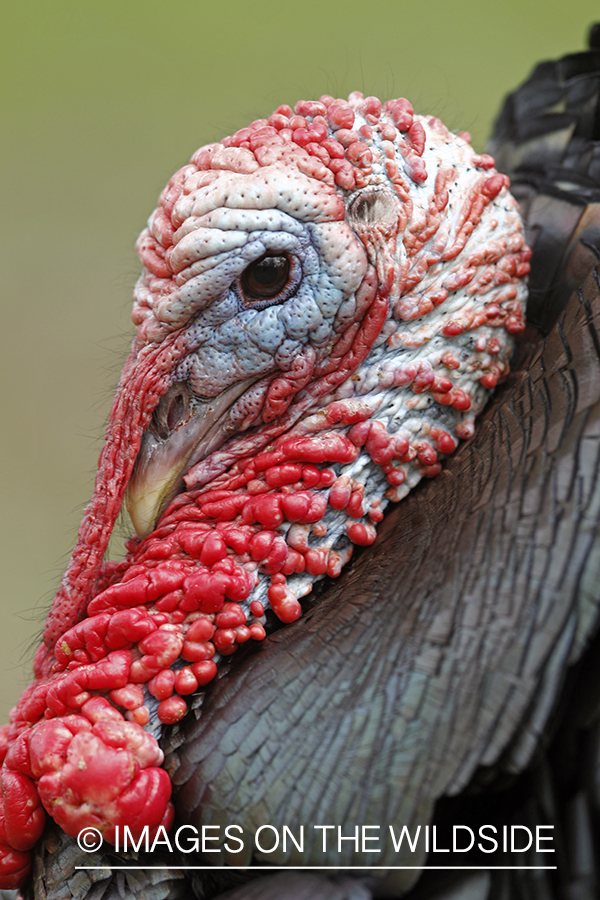 Rio grande turkey gobbler in spring habitat.