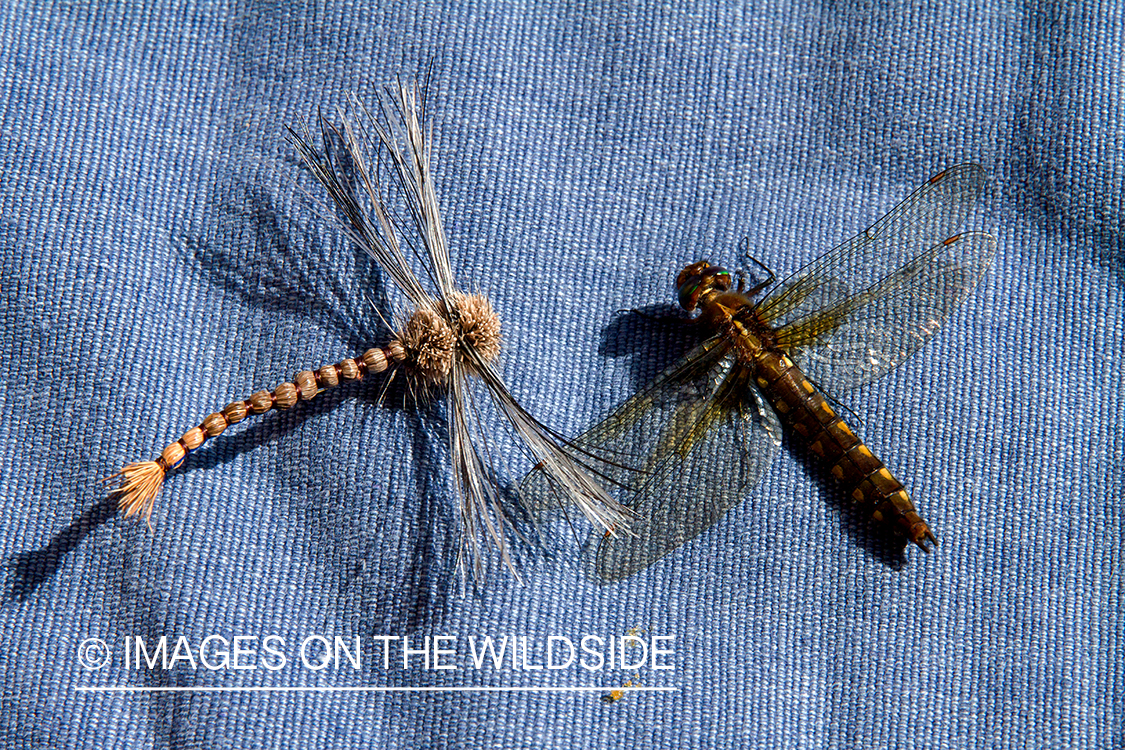 Dragonfly fly with dragonfly.