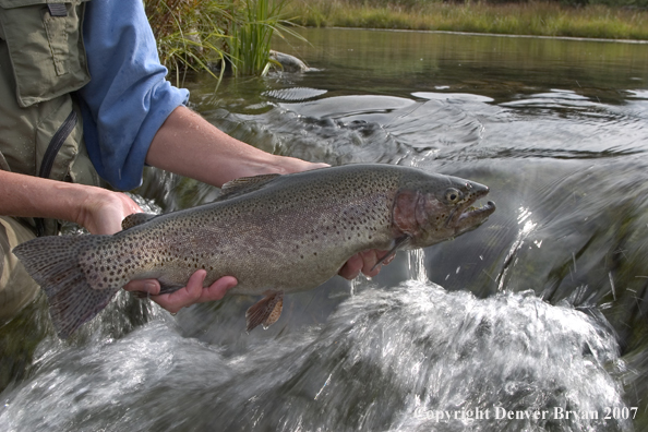 Flyfisherman with rainbow trout.  Close-up of trout.