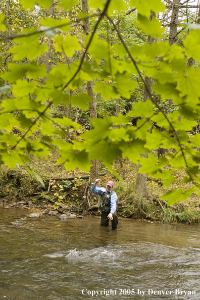 Flyfisherman playing a trout on a Pennsylvania spring creek.