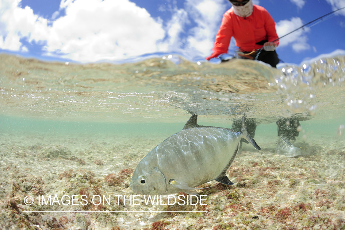 Flyfisherman and strip trevally fish.