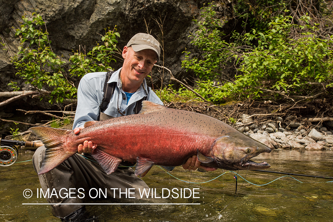 Flyfisherman with king salmon on Nakina River, British Columbia.