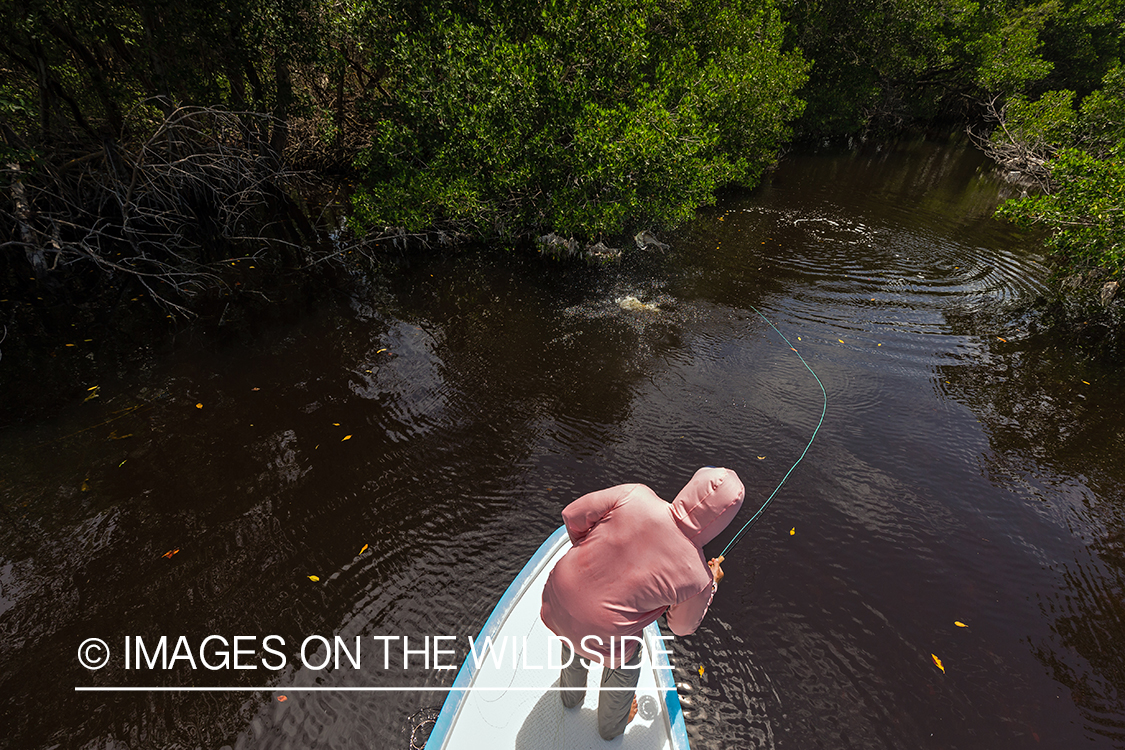 Flyfisherman landing tarpon.