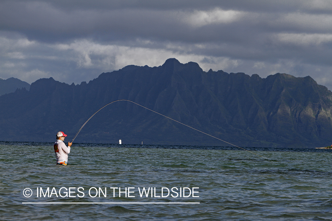 Saltwater flyfisherman fighting bonefish from flats, in Hawaii.