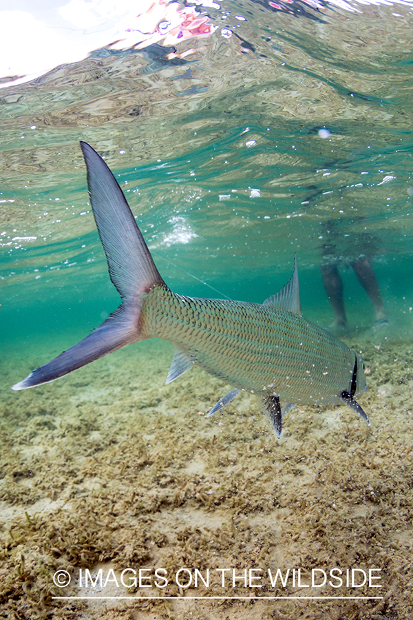 Flyfisherman releasing Bonefish.