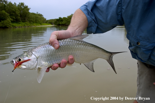 Flyfisherman w/baby tarpon 