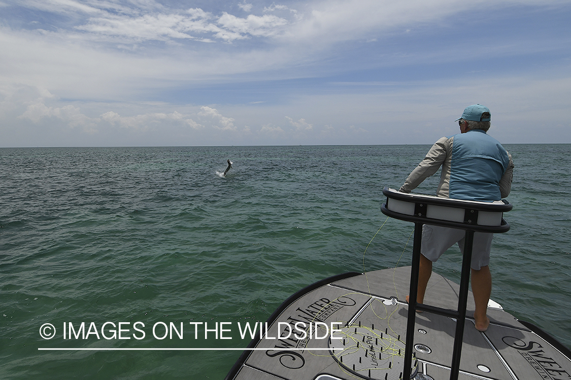 Flyfisherman landing tarpon on flats of Florida Keys.