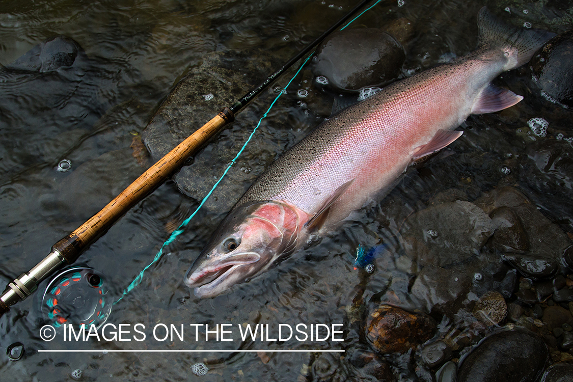 Steelhead fishing