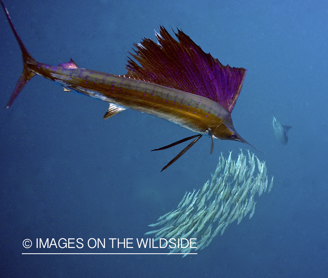 Atlantic sailfish hunting bait fish in open ocean.