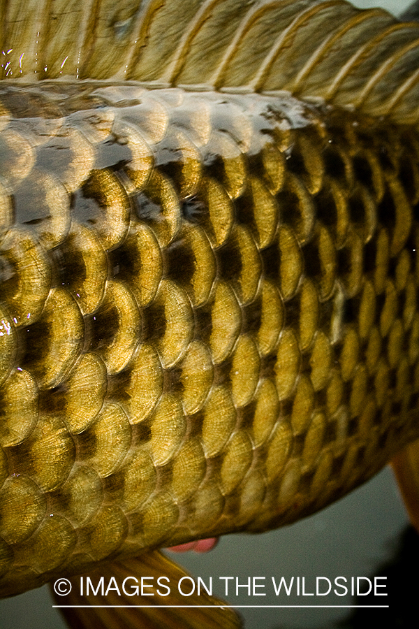 Closeup of carp scales.