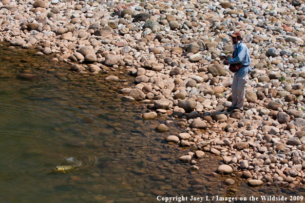 Flyfisherman with Golden Dorado