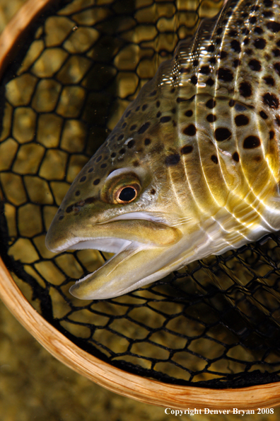 Brown Trout in habitat