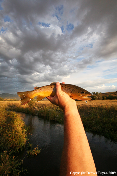 Flyfisherman with brown trout