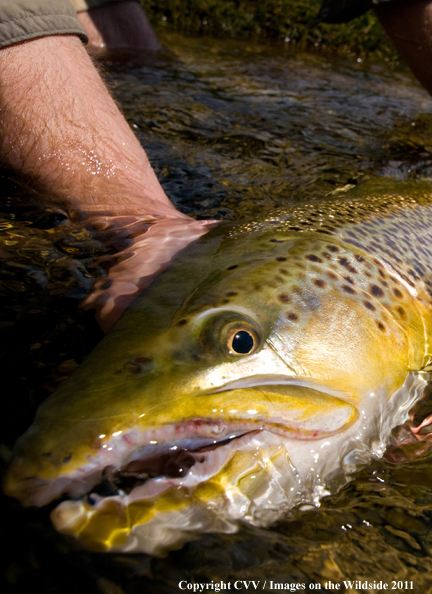 Brown trout.