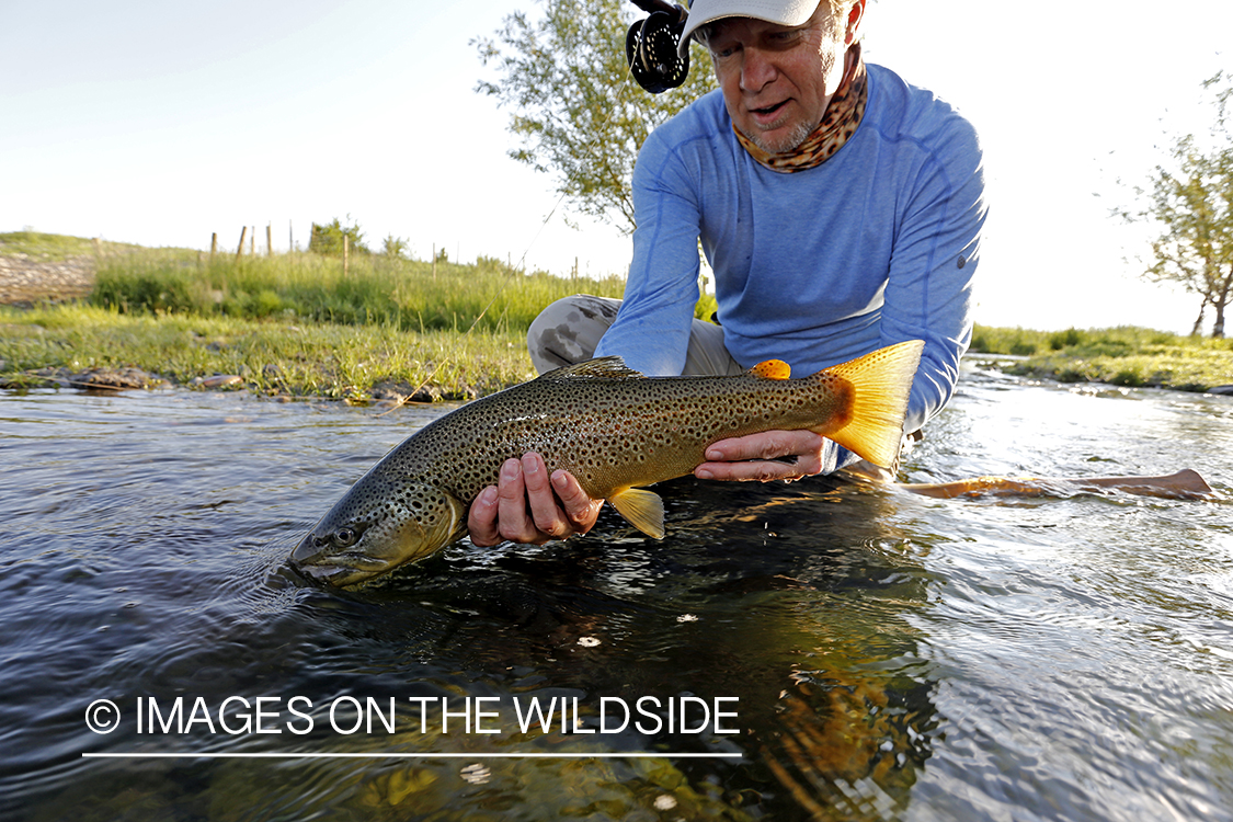 Fisherman releasing brown trout.