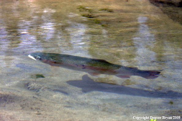 Rainbow Trout underwater 