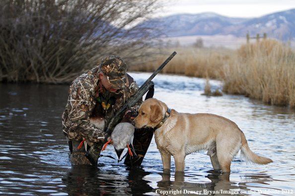 Duck hunter with bagged mallards and yellow labrador retriever. 