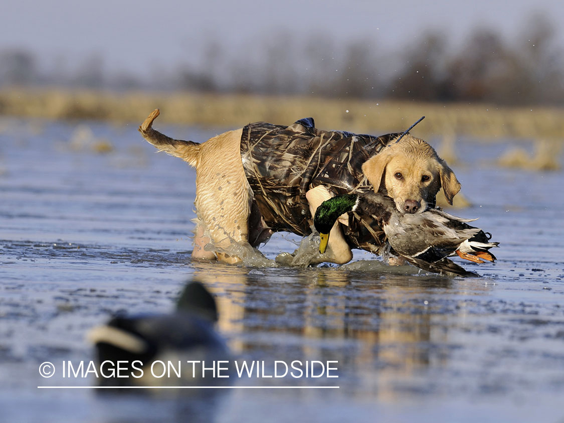 Yellow lab retrieving downed waterfowl.