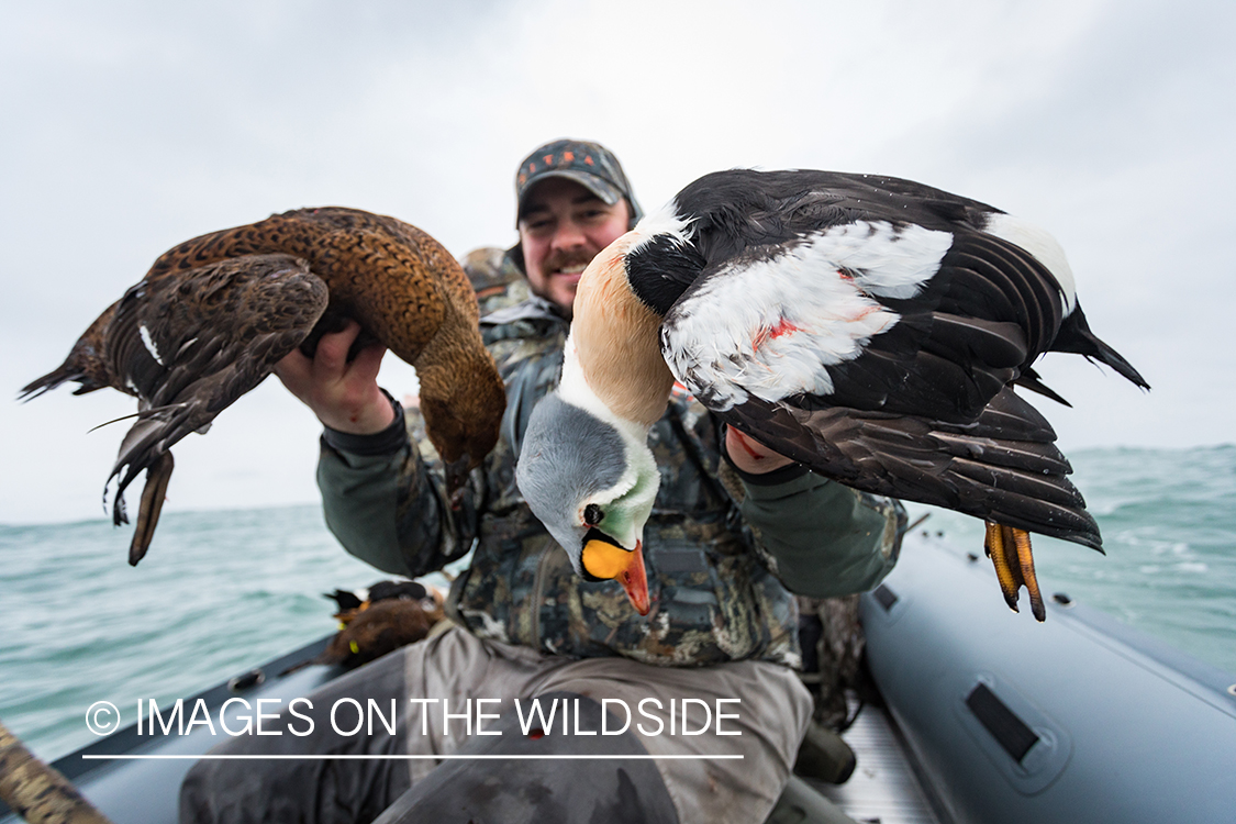 King Eider and Long-tailed duck hunting in Alaska, hunter with downed King Eider ducks.